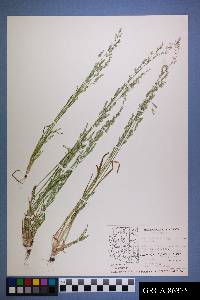 Poa bigelovii image